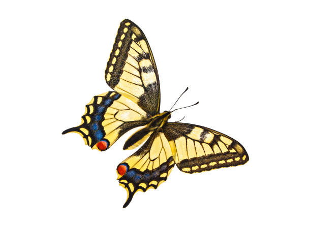 istock Colorful butterfly on a white background 926521426