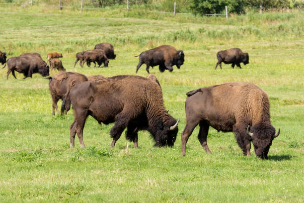 istock American bison (Bison bison) simply buffalo 926521540