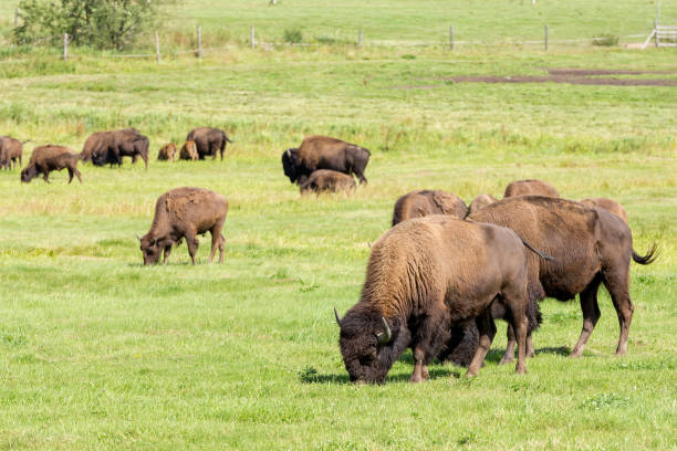 bisão-americano (bison bison) simplesmente búfalo - cattle station - fotografias e filmes do acervo