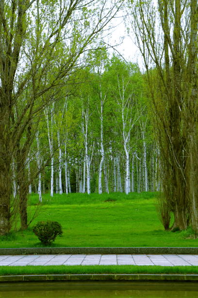 istock Park in Sapporo, scenery of spring birch forest 926522030