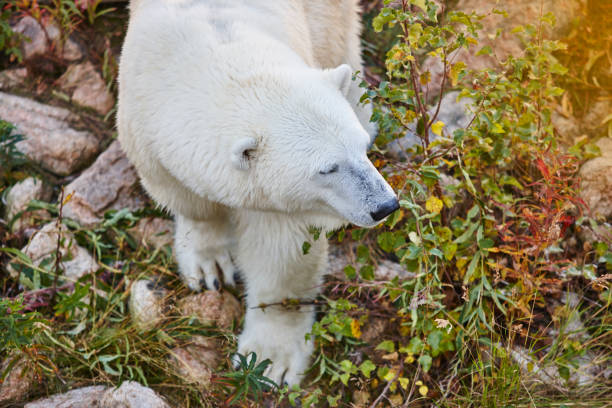 eisbären in der wildnis. tierwelt tier hintergrund - polar bear young animal isolated cub stock-fotos und bilder