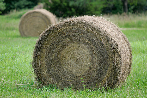 istock Bale of Hay right 92652455