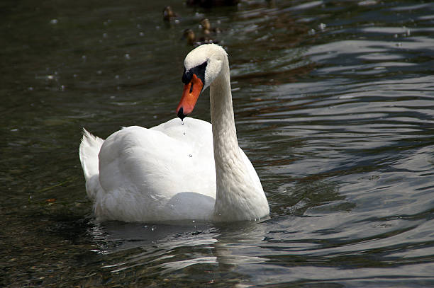 Mute swan wets its whistle stock photo