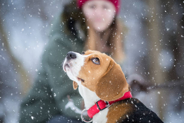 nieve que empieza a caer - perro mirando hacia arriba - people dog winter cute fotografías e imágenes de stock