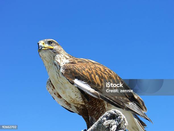 Falco - Fotografie stock e altre immagini di Allerta - Allerta, Animale, Animale selvatico
