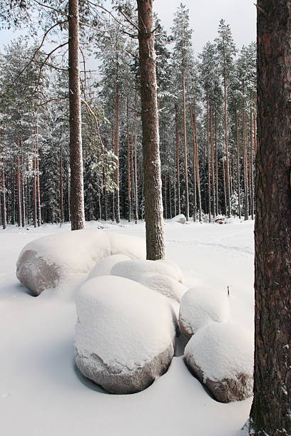 forêt de neige - scandinavian cross country ski ski nordic countries photos et images de collection