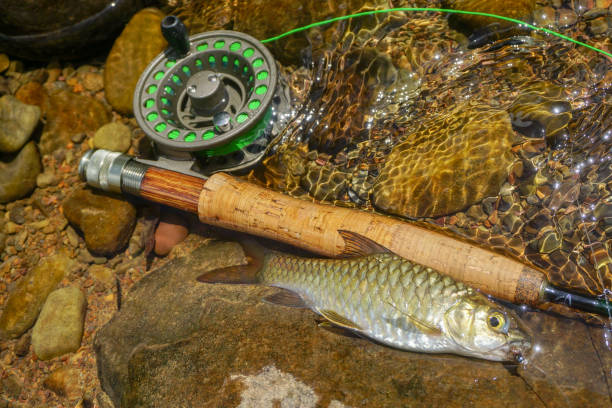 istock Malaysian Mahseer freshwater fish 926529488