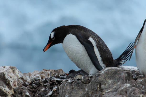 istock Gentoo penguin with chicks in nest 926529898