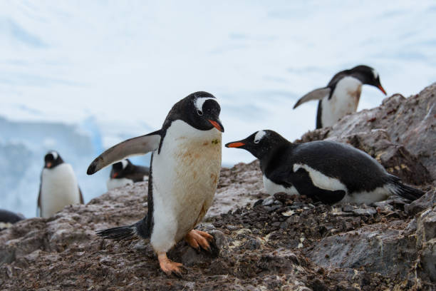 istock Gentoo penguin in nest 926530364