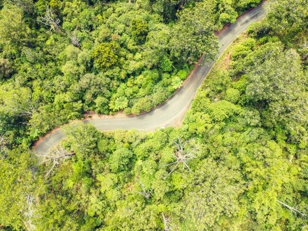 Stunning aerial drone view of a windy road (route 12) leading through Waipoua Kauri Forest in the western part of the North Island of New Zealand. The Kauri Forest is a popular tourist destination. Stunning aerial drone view of a windy road (route 12) leading through Waipoua Kauri Forest in the western part of the North Island of New Zealand. The Kauri Forest is a popular tourist destination. waipoua forest stock pictures, royalty-free photos & images