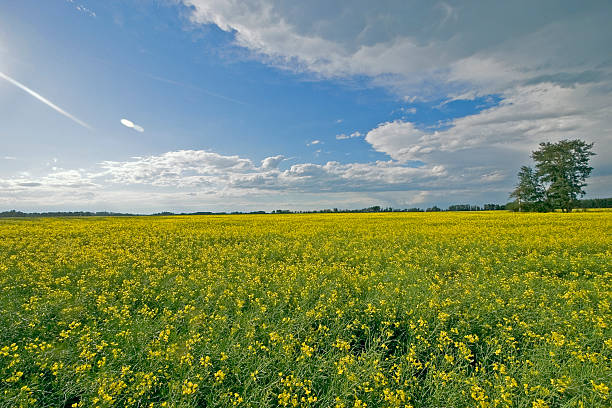 Canola Field and blue skies stock photo