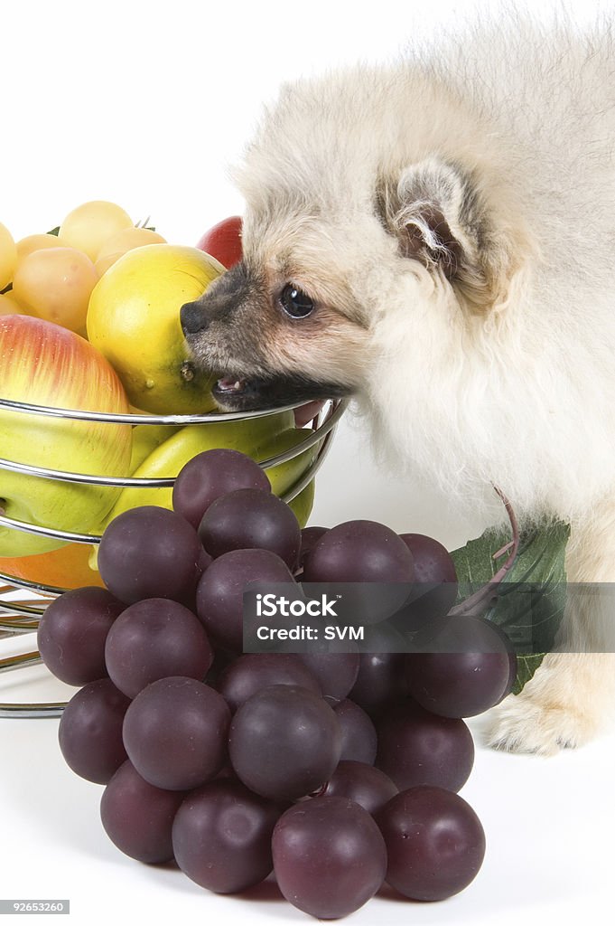이 강아지 및 과일 - 로열티 프리 개 스톡 사진