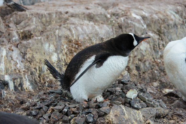 istock Gentoo penguin with egg in nest 926533310