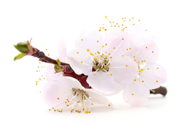 istock Apricot flowers on white. 926533354