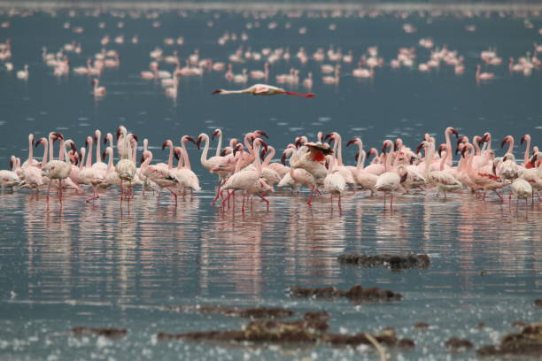 fenicotteri in kenya - freshwater bird animals in the wild feather animal leg foto e immagini stock