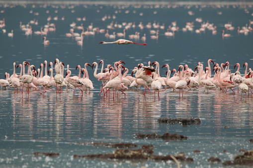 Flamingos relaxing in Naivasha Lake