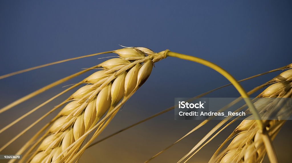 Wheat - Closeup  Agricultural Field Stock Photo