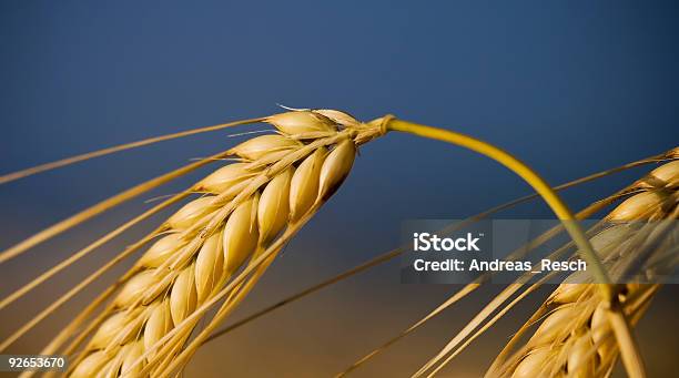 Wheat Closeup Stock Photo - Download Image Now - Agricultural Field, Agriculture, Austria