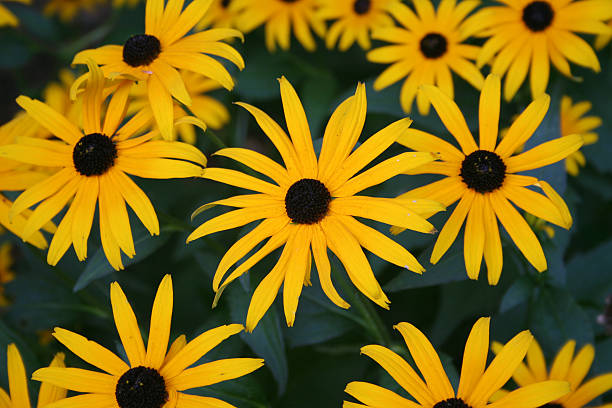 black-eyed susan fondo - daisy multi colored flower bed flower fotografías e imágenes de stock