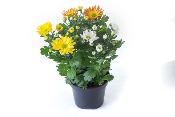 istock a flowers in a pot isolated on white background 926537564