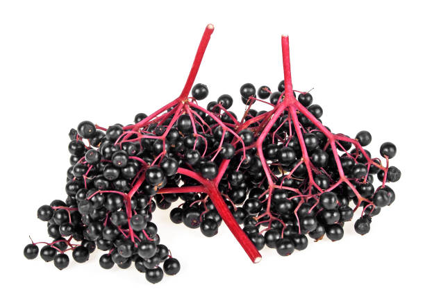 istock Fruits of black elder, elderberry branch on white background. 926538290