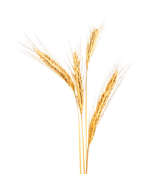 istock Spike of rye on a white background 926538298