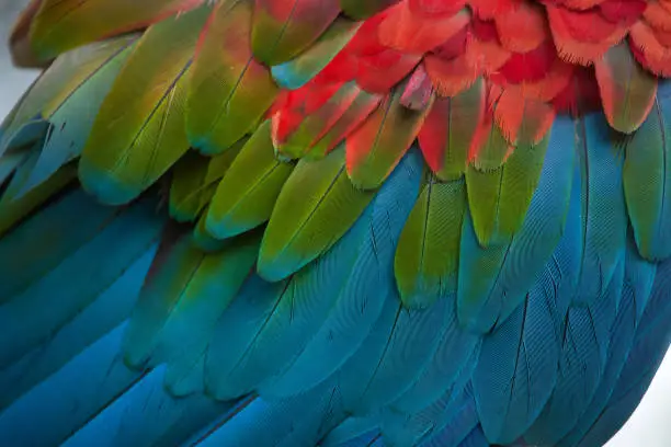 Green-winged macaw (Ara chloropterus), also known as the red-and-green macaw. Plumage texture.