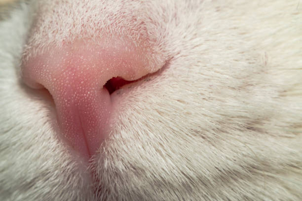istock nose of white cats 926539240