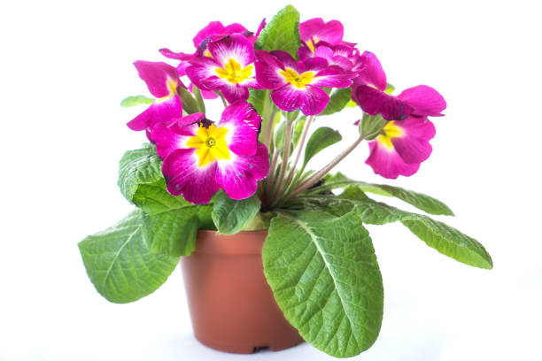 istock a flowers in a pot isolated on white background 926539268