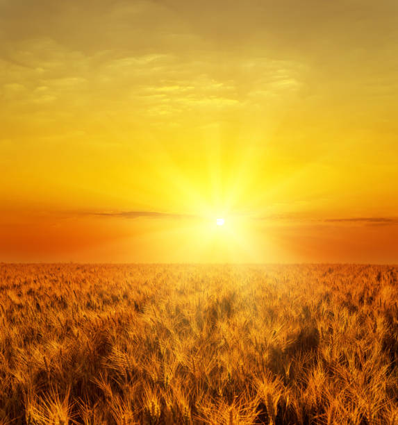 красный закат над золотым цветом урожая - golden wheat стоковые фото и изображения