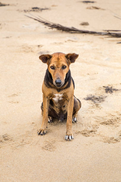Stray dog sitting in the sand on the beach