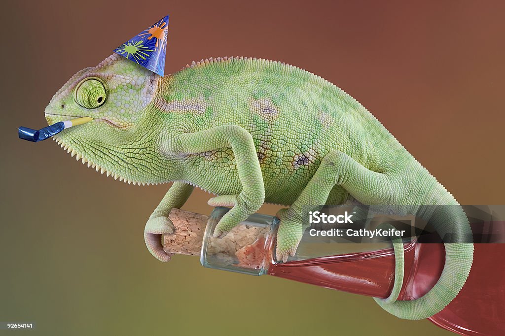 Chameleon opening wine at a Party A veiled chameleon is trying to open a bottle of wine at a party. Chameleon Stock Photo