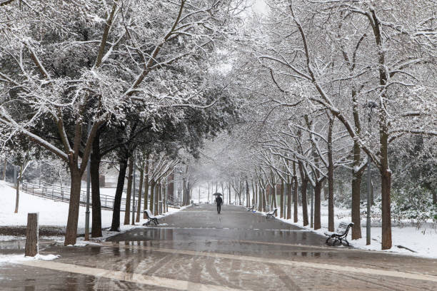 istock Walking in the Park during a Snowstorm 926541986