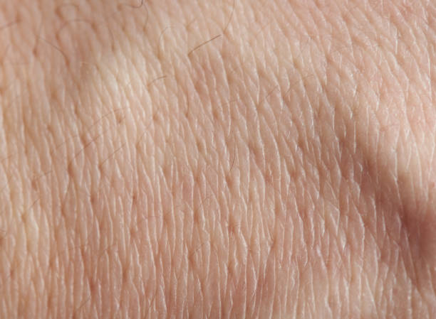 istock Skin pores with hair 926542286