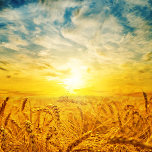 istock golden harvest under blue cloudy sky 926543658