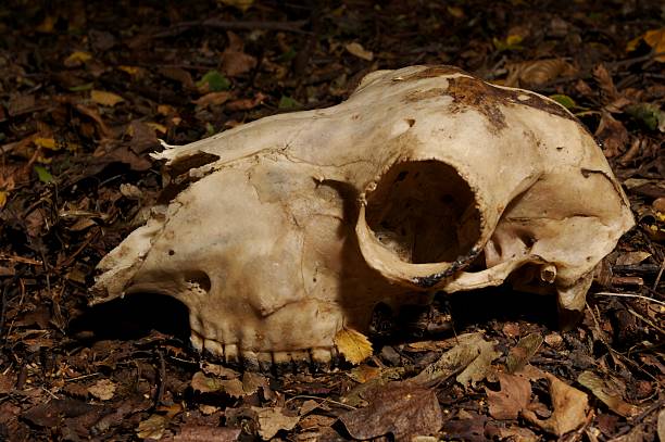 istock Animal skull found in Rother Valley at night 92654491