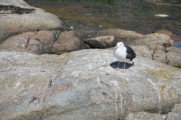 Saddleback Gull on Rock stock photo