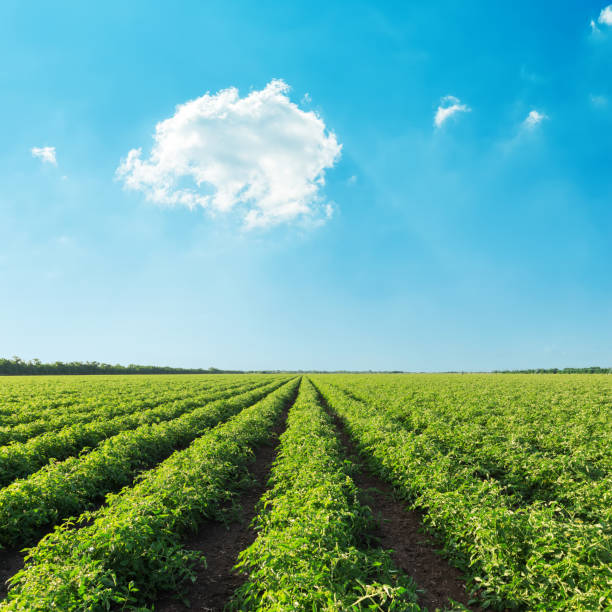 istock green agriculture field with tomato and blue sky with clouds over it 926546176