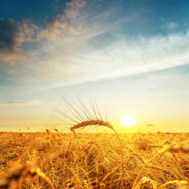 istock sunset over golden field 926546874
