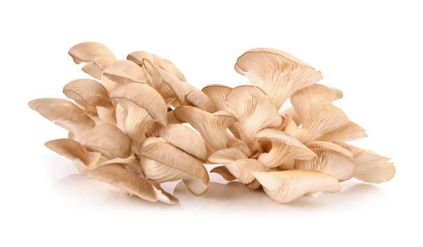 istock oyster mushroom isolated on white background 926547350