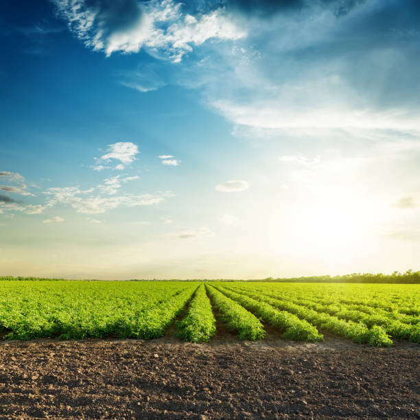 campos de la agricultura verde y puesta de sol en el cielo azul con nubes - campo tierra cultivada fotos fotografías e imágenes de stock