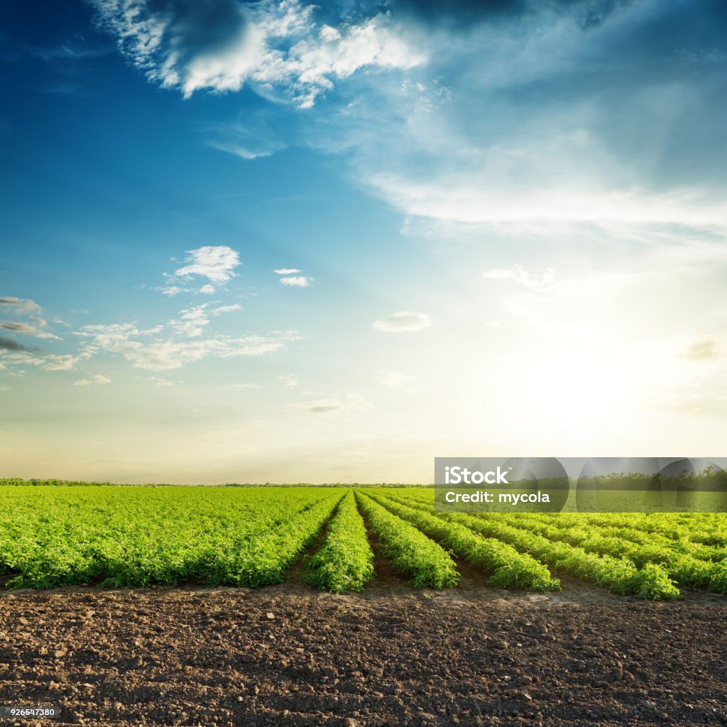 green agriculture fields and sunset in blue sky with clouds Agricultural Field Stock Photo
