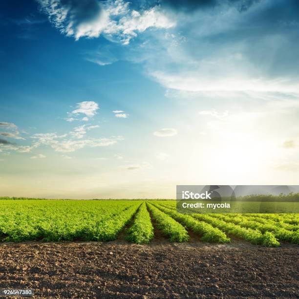 Green Agriculture Fields And Sunset In Blue Sky With Clouds Stock Photo - Download Image Now