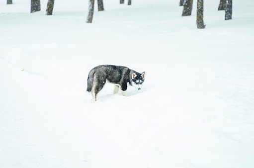 Alaskan Malamute in the snow.