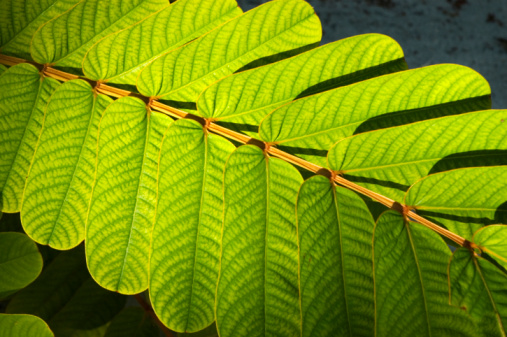 Young cinnamon leaves on branch, Thailand.