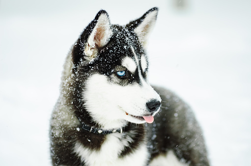 Outdoors portrait of a Alaskan Malamute dog, sitting on snow, looking away