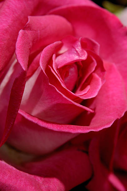 istock Red rose lovely macro flower holiday background 92654759