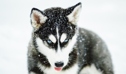 Alaskan Malamute in the snow.