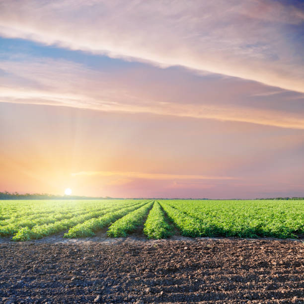 istock black and green agriculture fields with tomatoes and purple sunset in dramatic sky 926547618