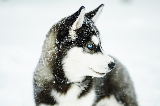 Outdoors portrait of a Alaskan Malamute dog, sitting on snow, looking away